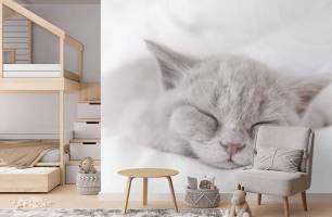 Wybierz Fototapeta szary kotek śpi Korzeń tapety na ścianę