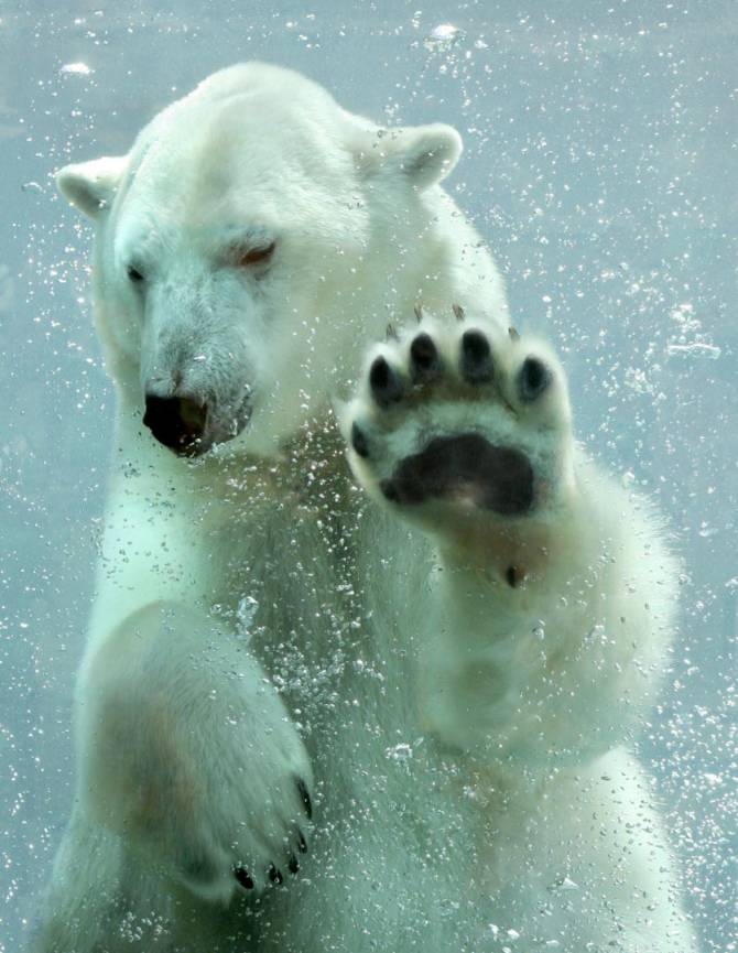Fototapeta niedźwiedź polarny pod wodą
