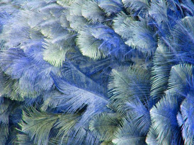 Fototapeta Niebieskie pióra
