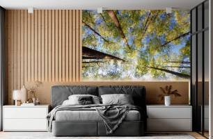 Wybierz Fototapeta w górę drzewa Mural ścienny do sufitu na ścianę