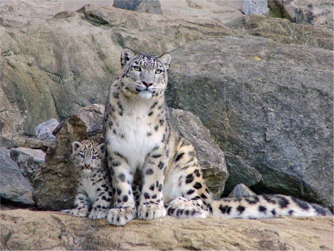 Fototapeta Rodzina śnieżnych leopardów