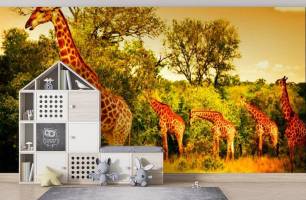Wybierz Fototapeta Żyrafy na pastwisku Korzeń tapety na ścianę