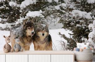 Wybierz Fototapeta Wilki na śniegu  na ścianę